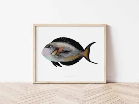Sohal Tang Fine Art Print